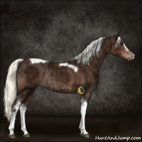 Horse Color:Liver Chestnut Ice Mushroom Sabino Tobiano Rabicano 