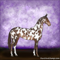 Horse Color:Liver Chestnut Sabino Appaloosa 