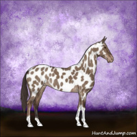 Horse Color:Liver Red Dun Sabino Tobiano Near Leopard Brindle 