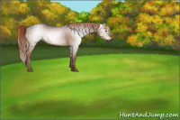 Horse Color:Gray Liver Chestnut Sabino