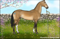 Horse Color:Gray Buckskin Dun 