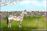 Horse Color:Brown Dun Tobiano Appaloosa 