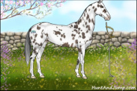 Horse Color:White Spotted Brown Dun Sabino Leopard