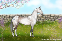 Horse Color:Gray Bay Tobiano Appaloosa Rabicano 