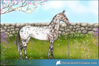 Horse Color:White Spotted Bay Dun Blanket Rabicano 