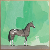 Horse Color:White Spotted Grullo Appaloosa Brindle 