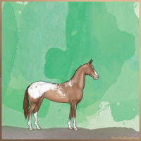 Horse Color:Brown Pearl Sabino Appaloosa 