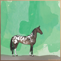 Horse Color:Brown Dun Sabino Appaloosa Brindle 