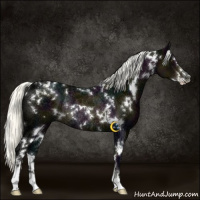 Horse Color:White Spotted Midnight Liver Chestnut Ice Mushroom Sabino Rabicano
