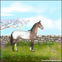 Horse Color:Bay Dun Near Fewspot Brindle 