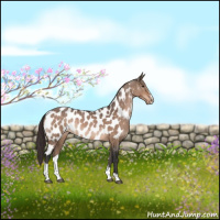 Horse Color:Bay Dun Sabino Appaloosa Brindle 