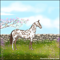 Horse Color:Liver Red Dun Near Leopard Brindle 