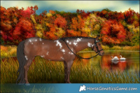 Horse Color:White Spotted Liver Chestnut Rabicano 