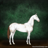 Horse Color:Buckskin Dun Sabino Frame Appaloosa 