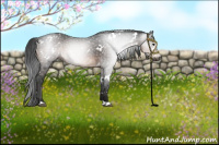 Horse Color:Gray White Spotted Brown 