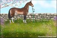 Horse Color:Brown Appaloosa