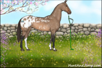 Horse Color:Bay Dun Appaloosa 