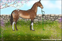 Horse Color:Buckskin Appaloosa Rabicano 