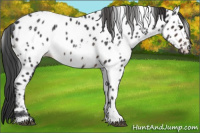 Horse Color:White Spotted Brown Appaloosa 