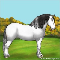Horse Color:Bay Sabino Splash Near Fewspot