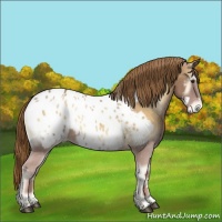 Horse Color:White Spotted Red Onyx Near Leopard 