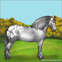 Horse Color:Gray Black Ice Sabino Appaloosa