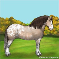 Horse Color:Bay Ice Dun Sabino Splash Appaloosa