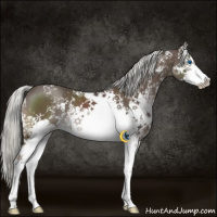 Horse Color:White Spotted Liver Chestnut Mushroom Sabino Splash 