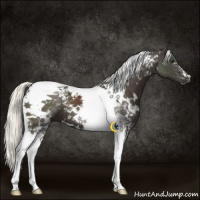 Horse Color:White Spotted Liver Chestnut Mushroom Tobiano 