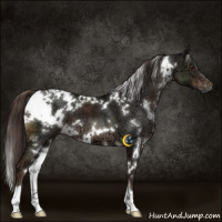 Horse Color:White Spotted Liver Chestnut Ice 
