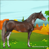 Horse Color:Liver Chestnut Sabino Rabicano 