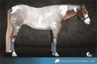 Horse Color:White Spotted Liver Chestnut Sabino 
