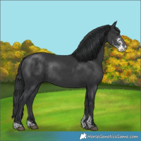 Horse Color:Black Sabino Rabicano 