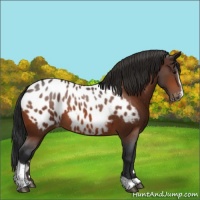 Horse Color:Bay Sabino Appaloosa 