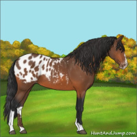 Horse Color:Bay Sabino Blanket 