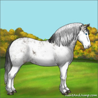 Horse Color:Grullo Sabino Splash 