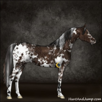 Horse Color:White Spotted Liver Chestnut Ice 