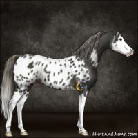 Horse Color:Liver Chestnut Mushroom Splash Appaloosa