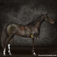 Horse Color:Liver Chestnut Ice Sabino 