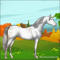 Horse Color:Gray White Spotted Smoky Grullo Ice Pearl Mushroom Appaloosa Brindle
