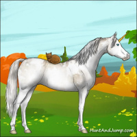 Horse Color:Gray White Spotted Chocolate Palomino Ice Pearl Dun Mushroom Sabino Splash Rabicano Brindle