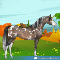 Horse Color:White Spotted Brown Dun Sabino