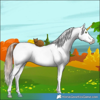 Horse Color:Liver Red Dun Ice Splash Appaloosa Brindle 