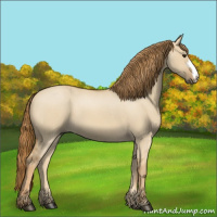 Horse Color:Red Dun Roan 