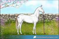 Horse Color:Buckskin Appaloosa 