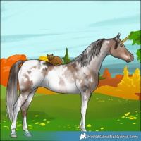 Horse Color:White Spotted Liver Red Dun Tobiano
