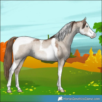 Horse Color:Grullo Ice Pearl Sabino Tobiano