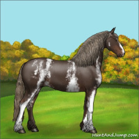 Horse Color:White Spotted Liver Chestnut 