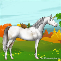 Horse Color:Gray White Spotted Buckskin Pearl Dun Brindle 