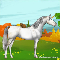 Horse Color:Gray White Spotted Buckskin Pearl Dun Mushroom Brindle